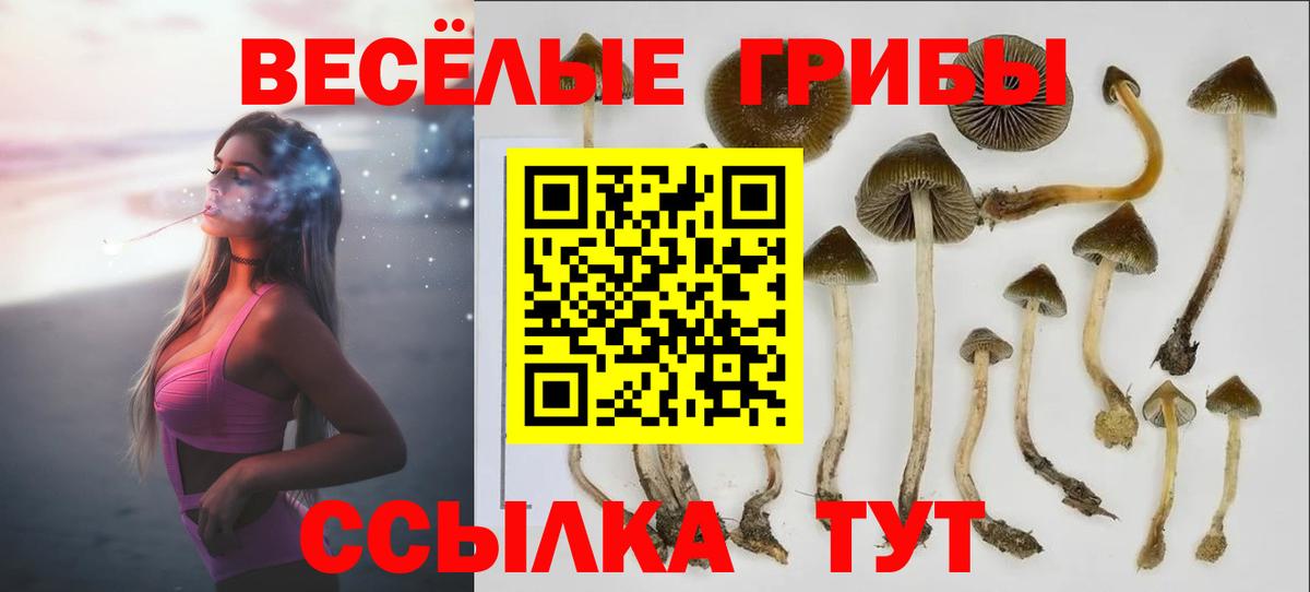 Королёв  Псилоцибиновые грибы мицелий  Вход с VPN  Псилоцибиновые грибы GOLDEN TEACHER 